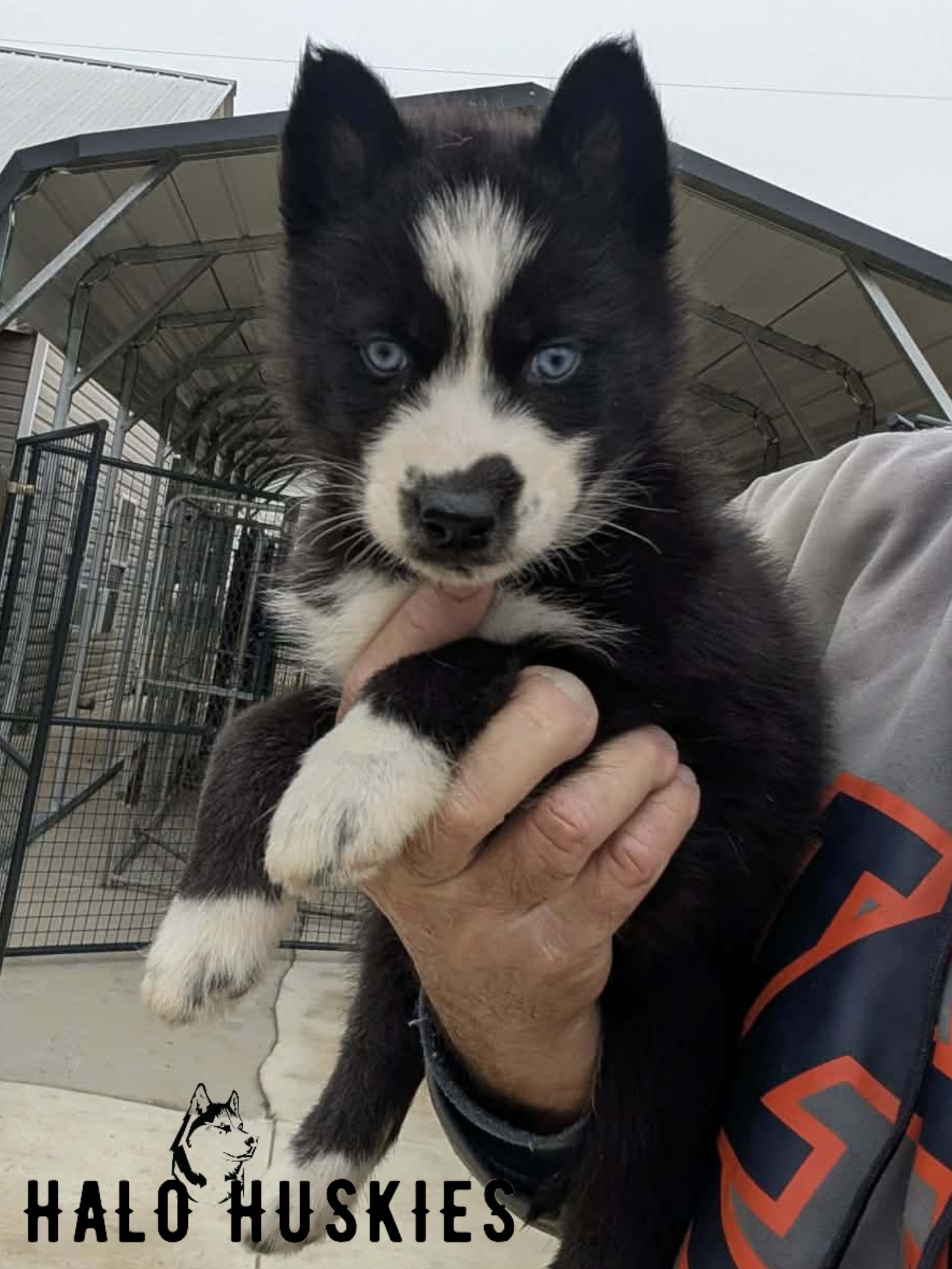 Agouti/White Husky Puppy (Nona’s Male #2) (Reserved)