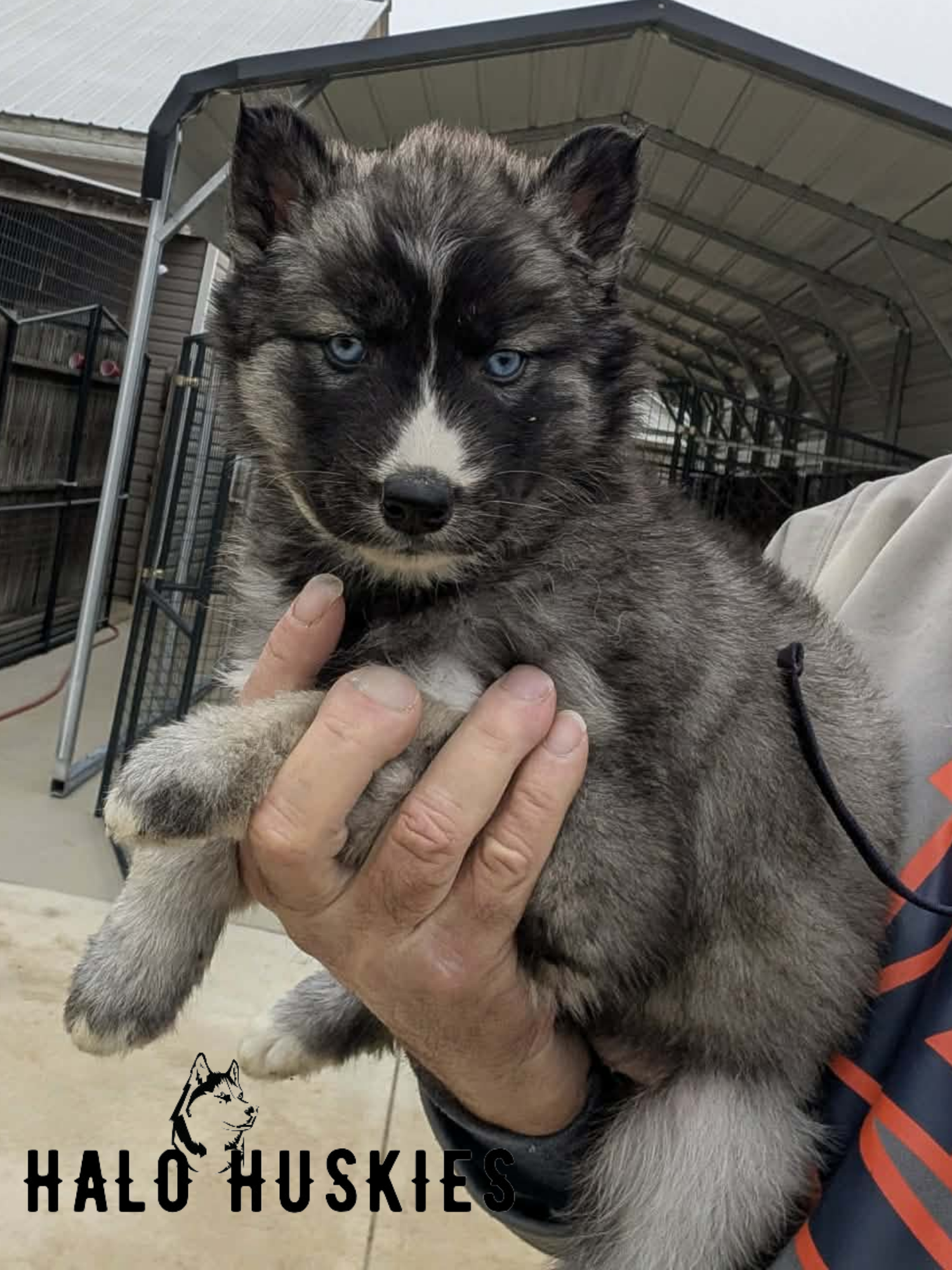 Agouti/White Husky Puppy (Nona’s Female #3) (Reserved)