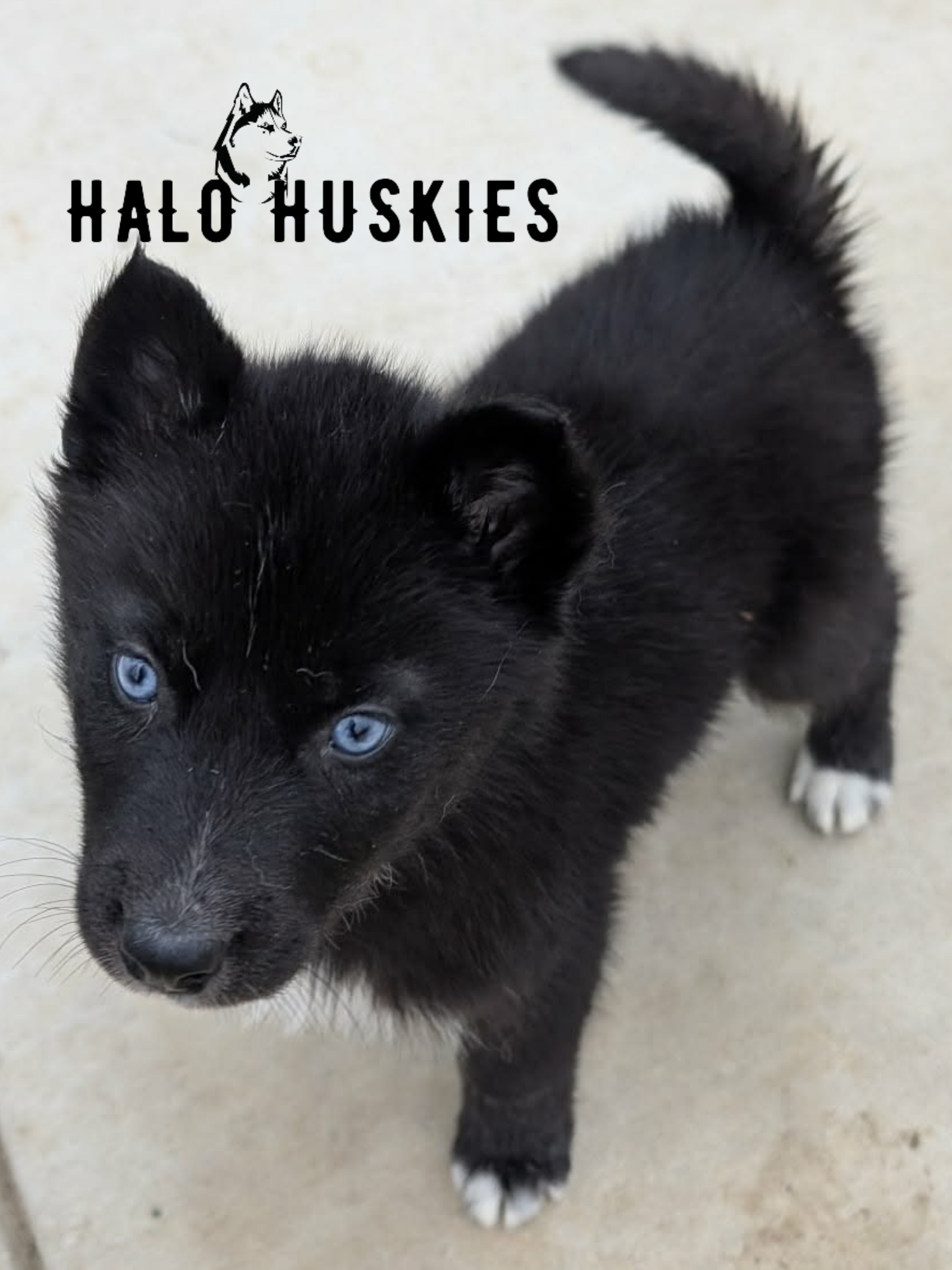 Available Now! Dark Agouti Husky Puppy (Nona’s Female #4)