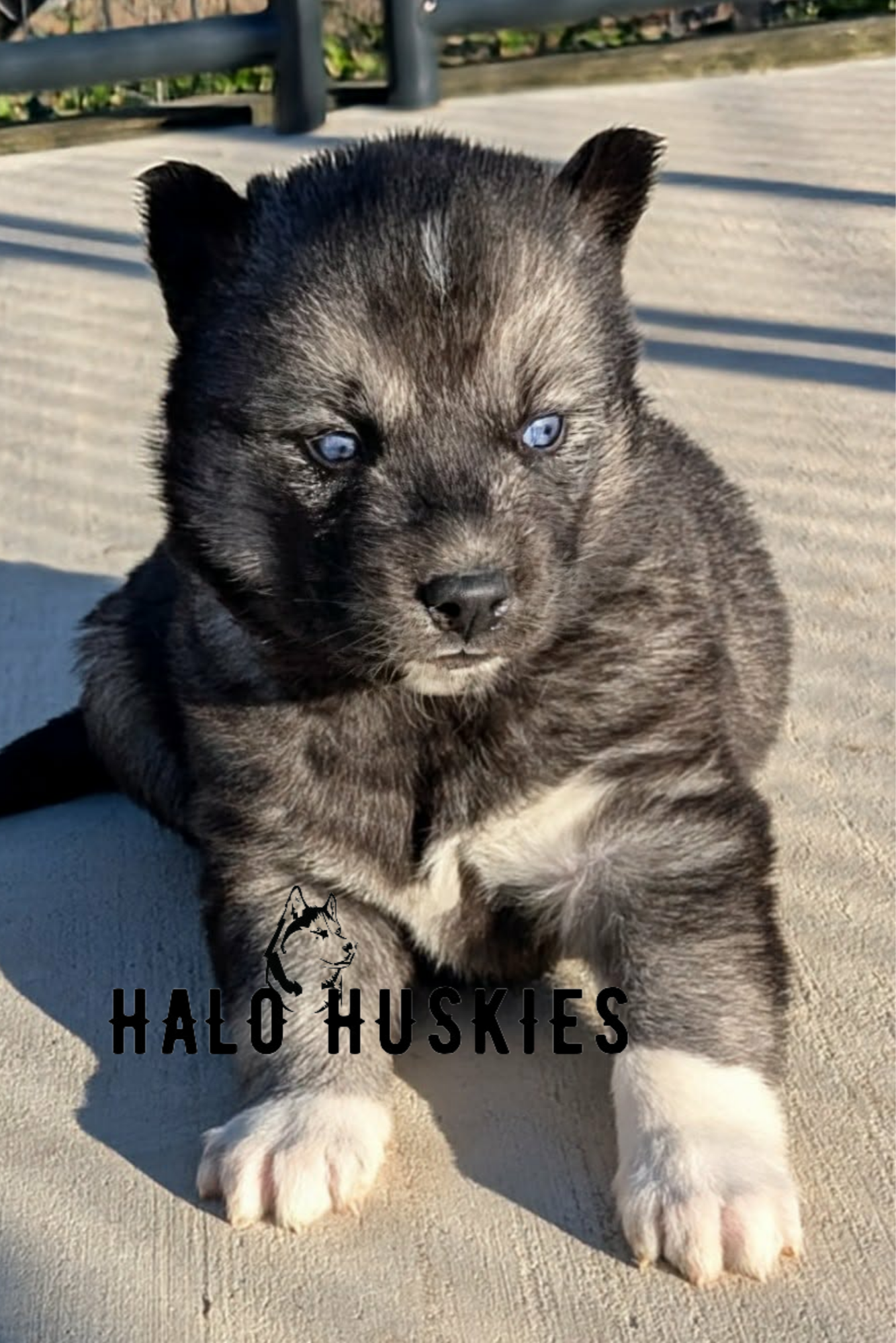 Available Now! Agouti Husky Puppy (Anika’s Female #1)