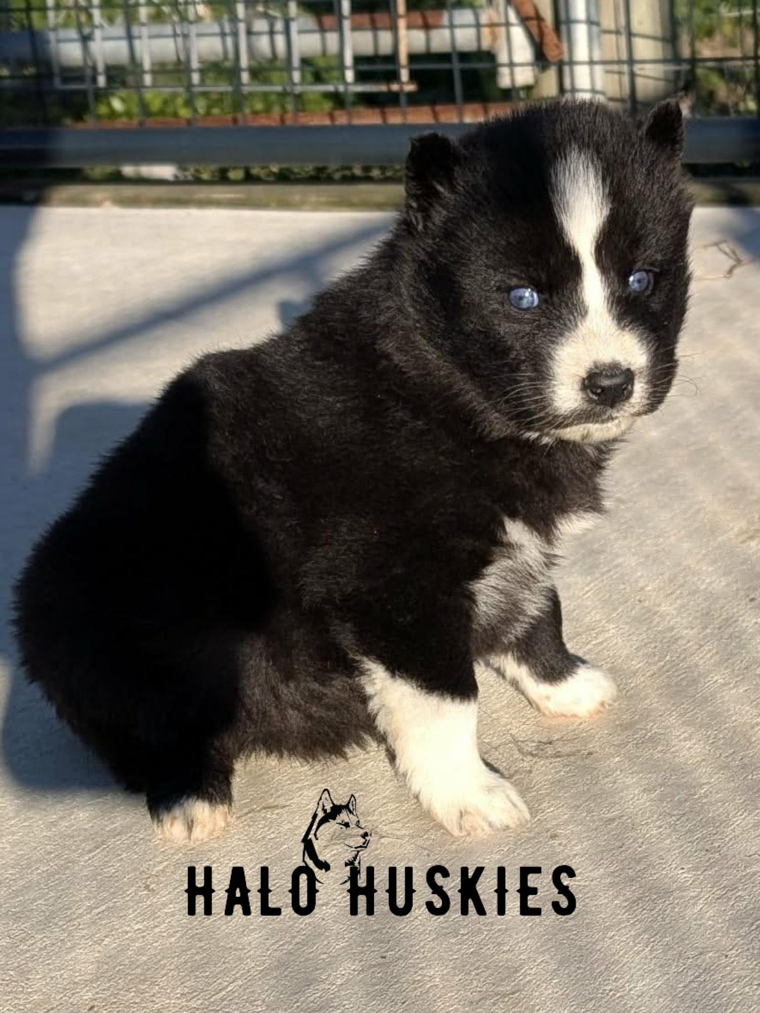 Available Now! Black/White Husky Puppy (Anika’s Female #2)