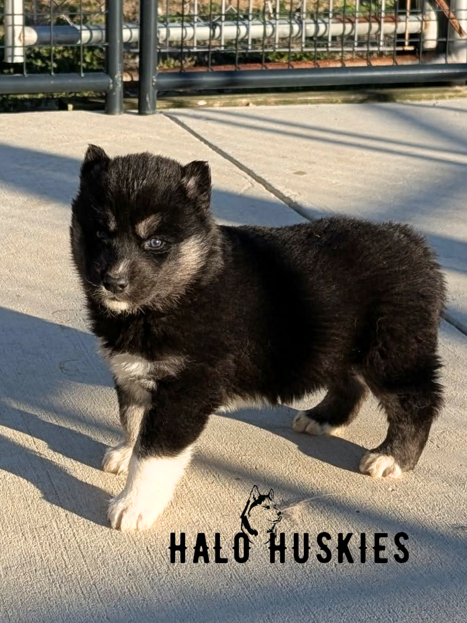 Available Now! Black/Tan Husky Puppy (Anika’s Male #4)