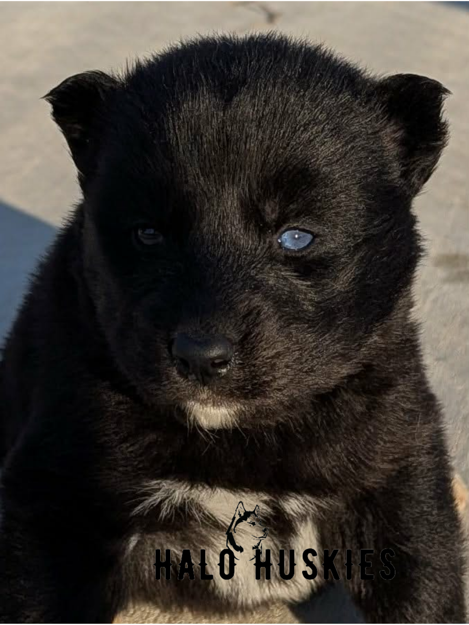 Available Now! Black Husky Puppy (Anika’s Male #5)