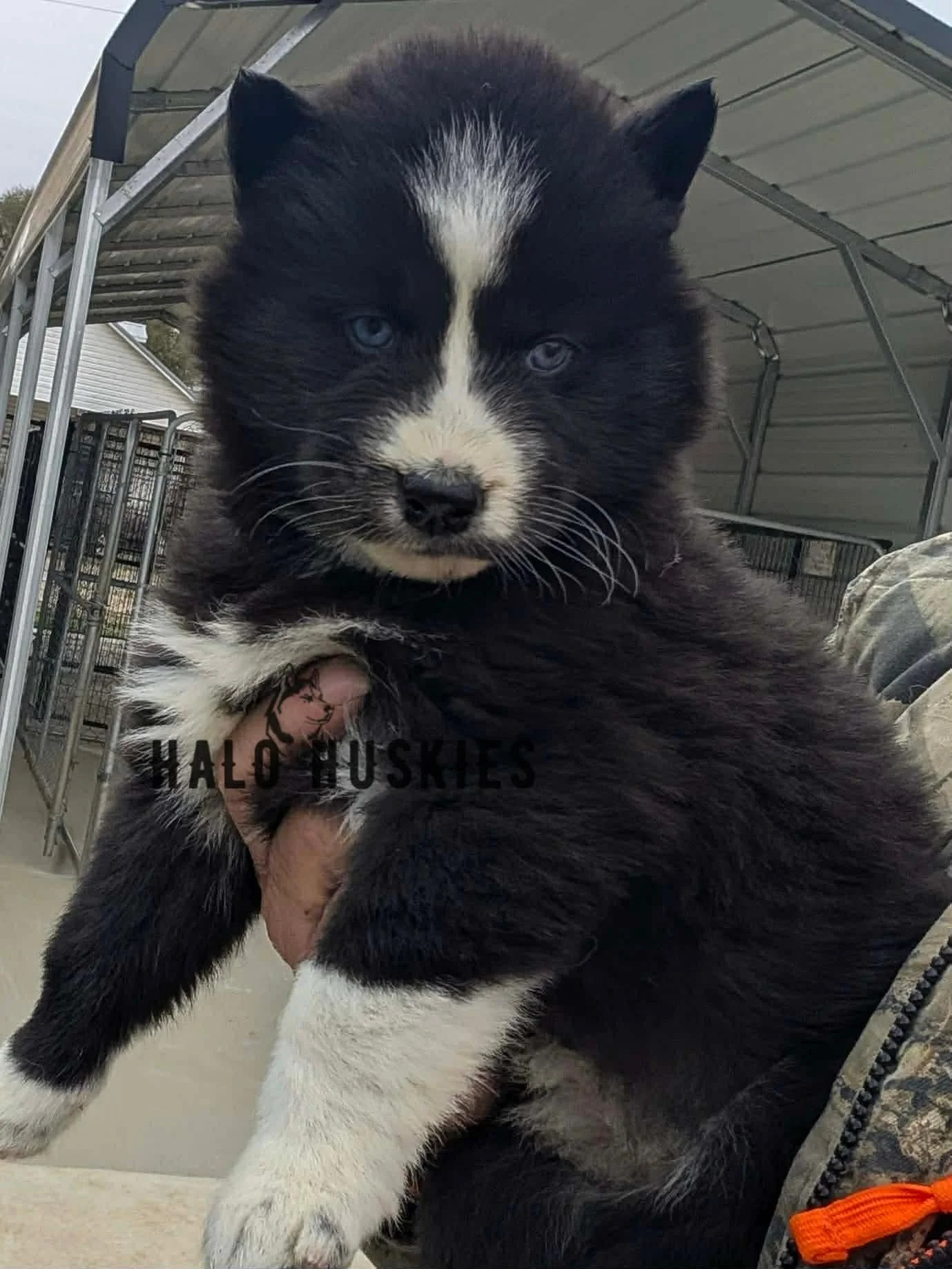 Black/White Husky Puppy (Anika’s Female #2) (Reserved)
