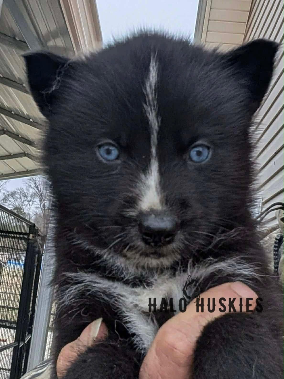 Available Now! Dark Agouti Husky Puppy (Cersei’s Male #2)