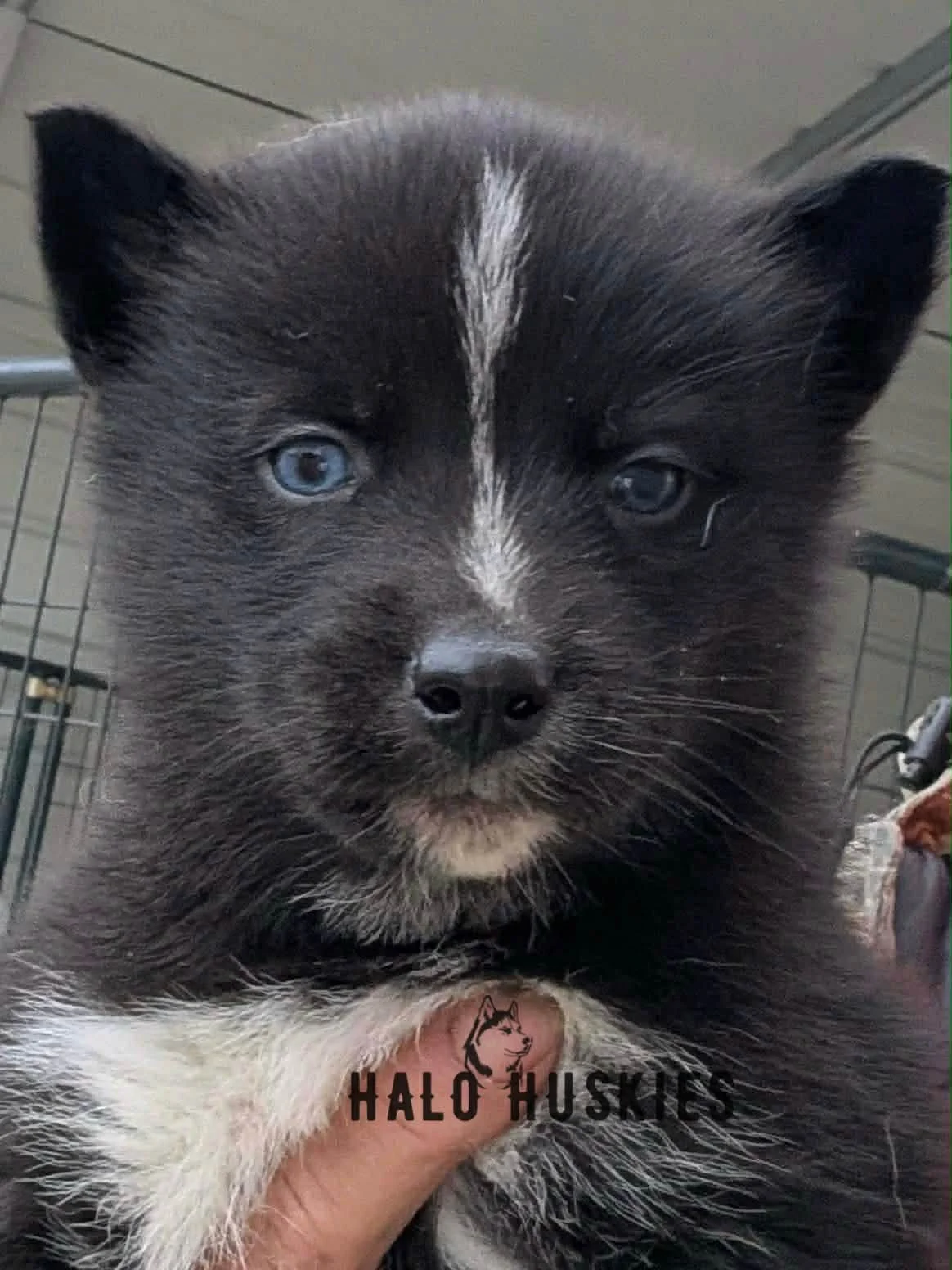 Dark Agouti Husky Puppy (Cersei’s Male #3) (Reserved)