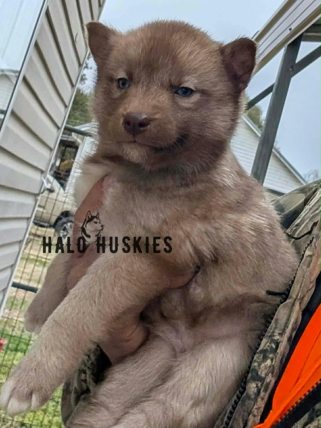 Available Now! Banded Copper Husky Puppy (Cersei’s Female #4)