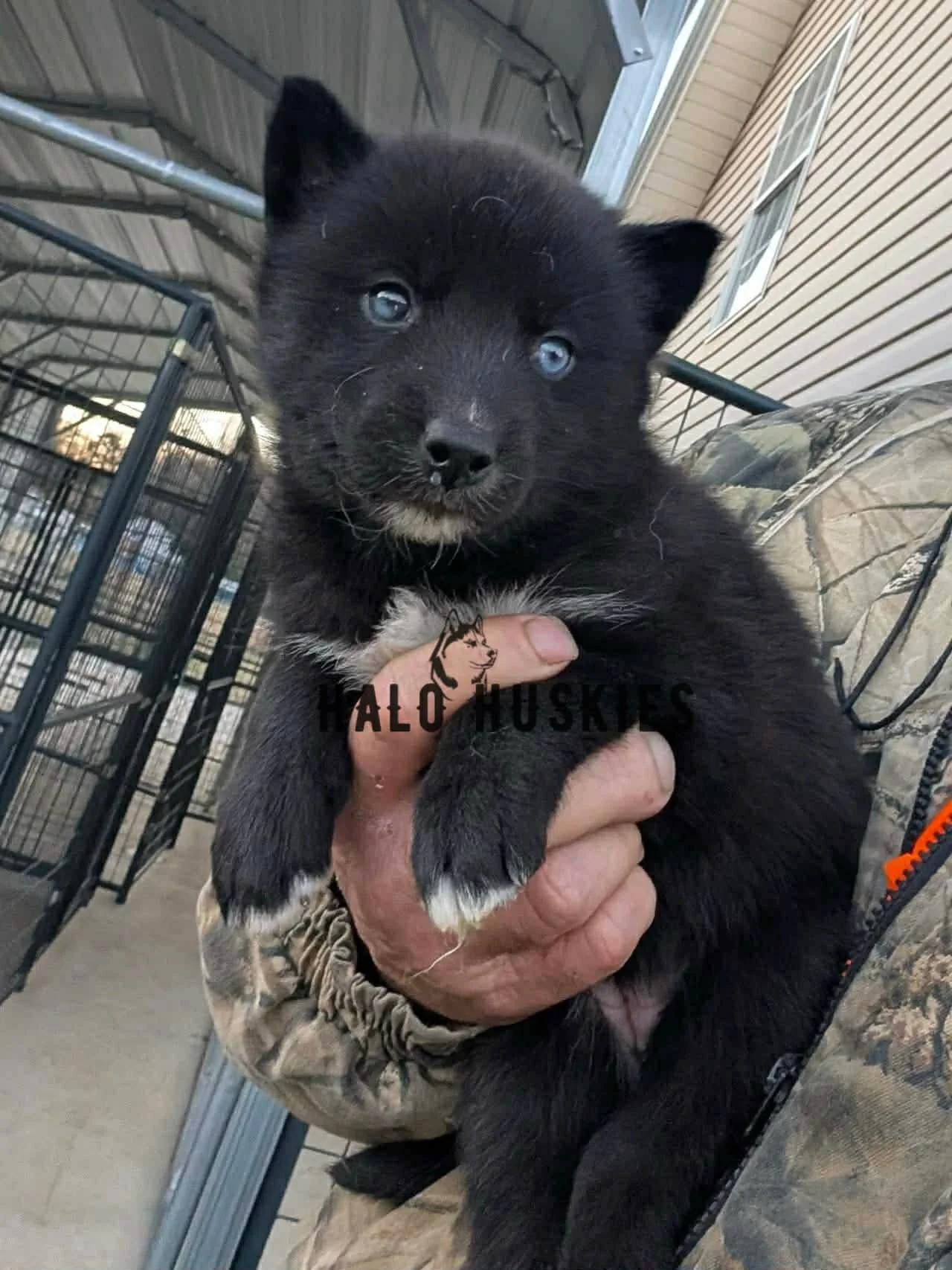 Available Now! Black Husky Puppy (Cersei’s Female #8) (Reserved)