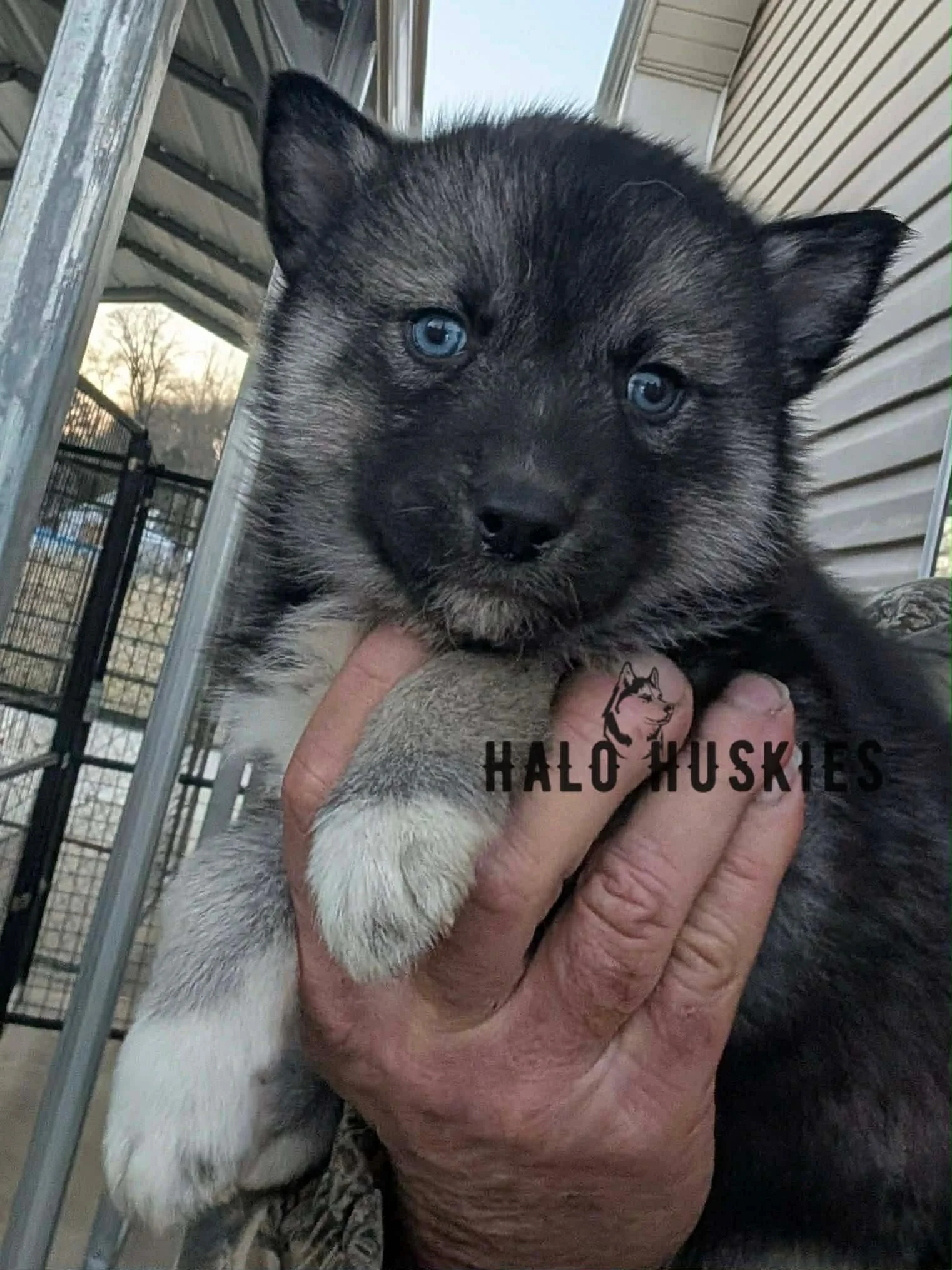 Available Now! Agouti Husky Puppy (Cersei’s Female #7)