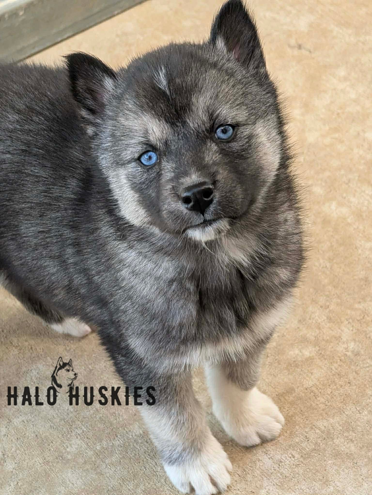 Anika Female 1 (1).jpg