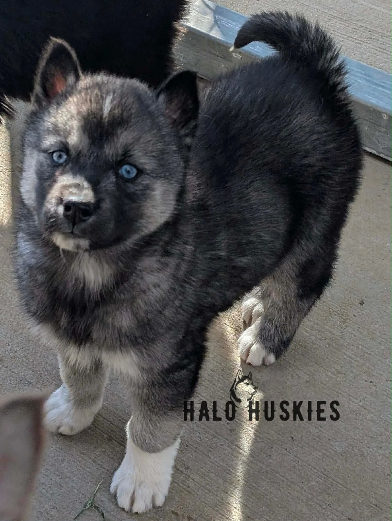 Anika Female 1 (4).jpg