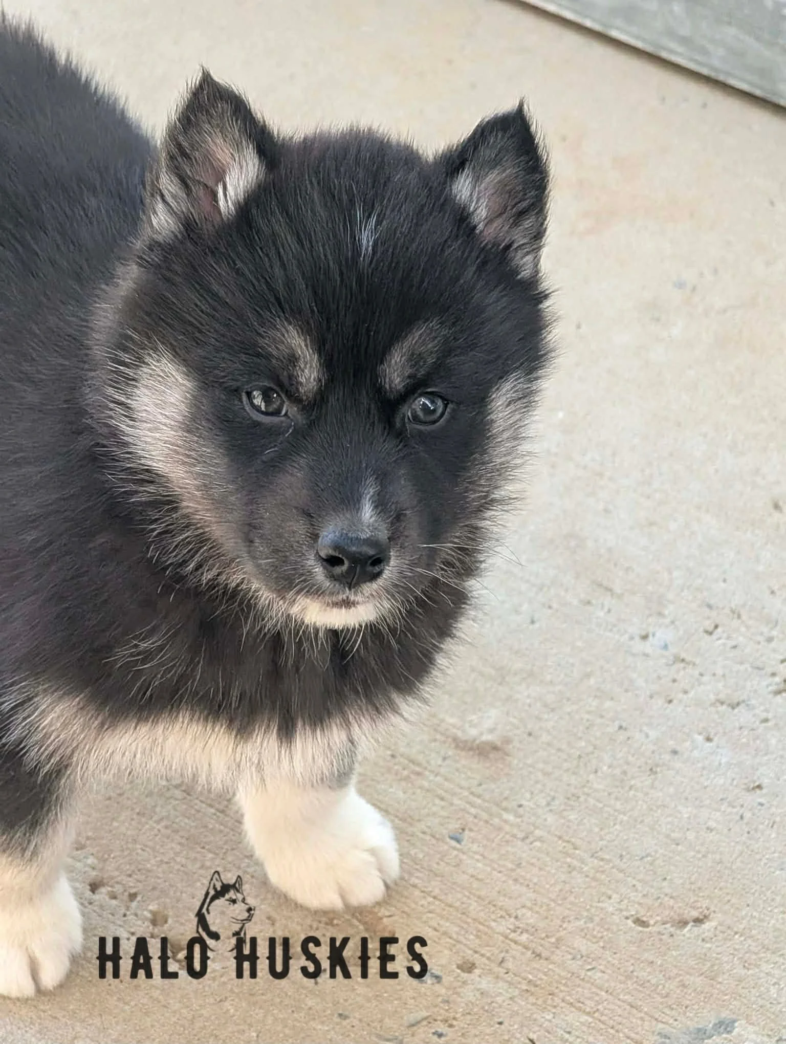 Anika Male 4 (4).jpg