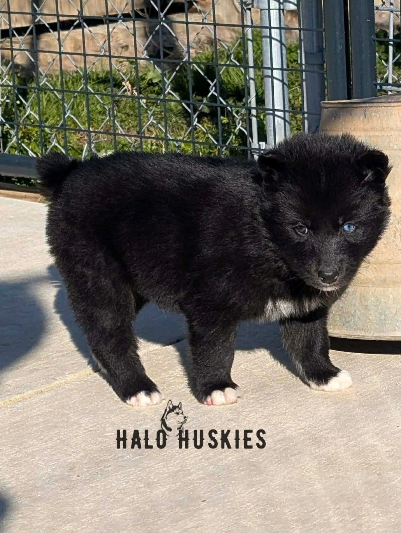 Anika Male 5 (3).jpg