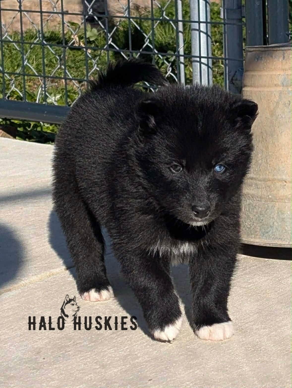 Anika Male 5 (4).jpg