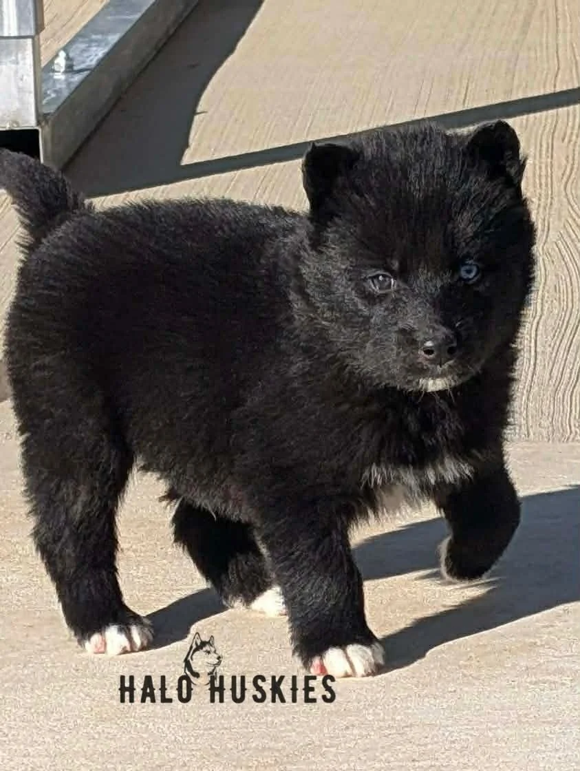 Anika Male 5 (5).jpg