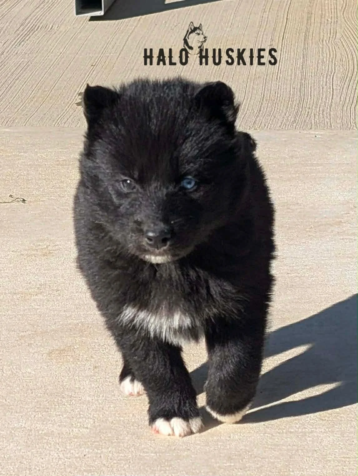 Anika Male 5 (6).jpg