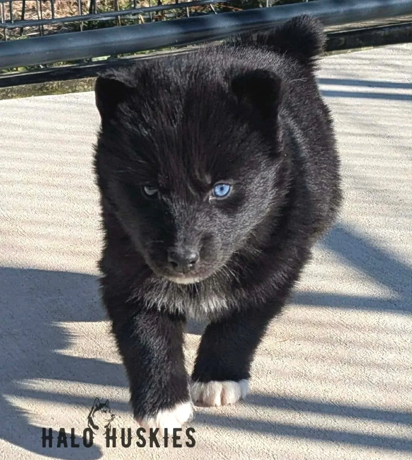 Available Now! Black Husky Puppy (Anika’s Male #5)