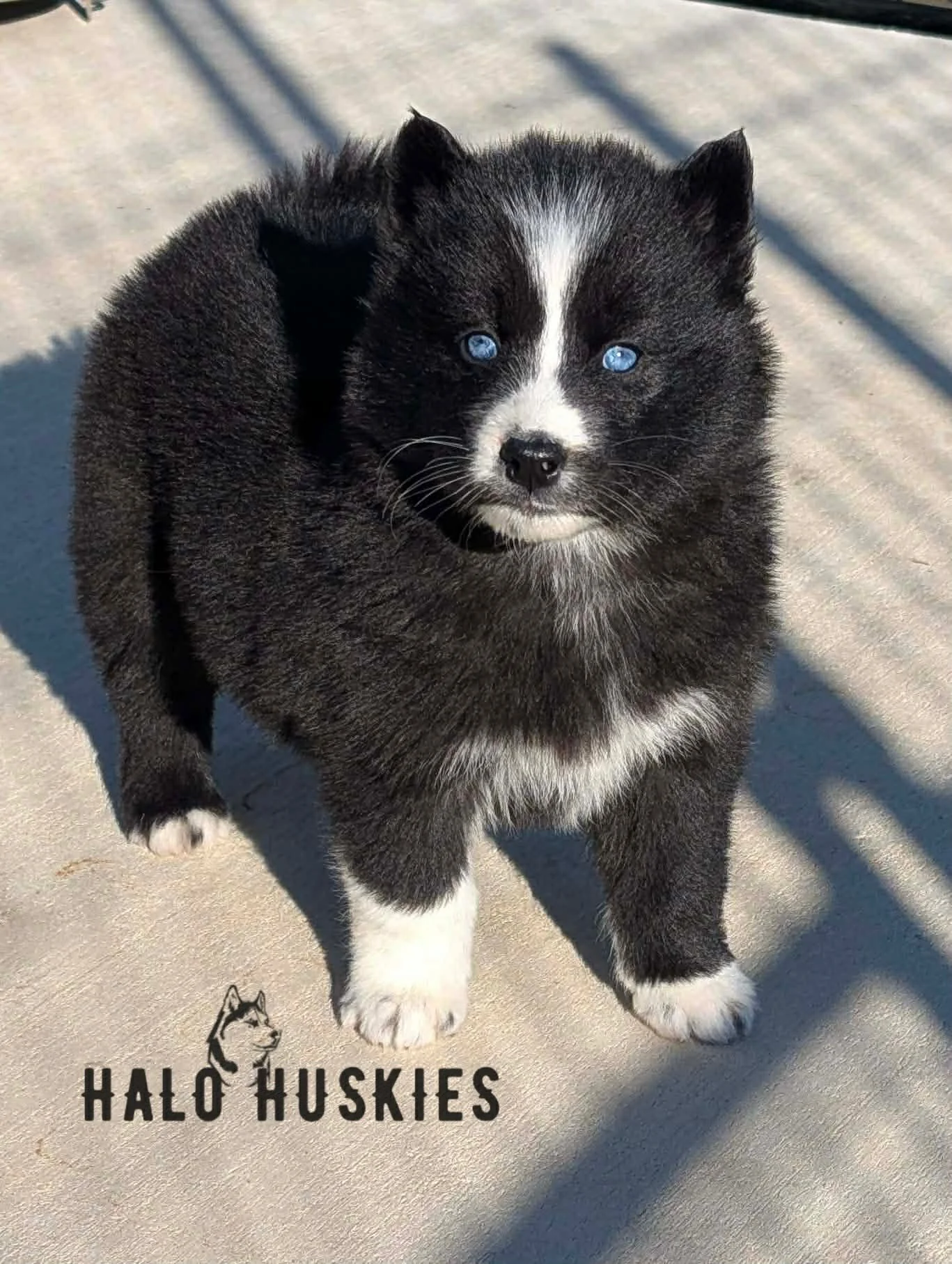 Anika Female 2 (1).jpg