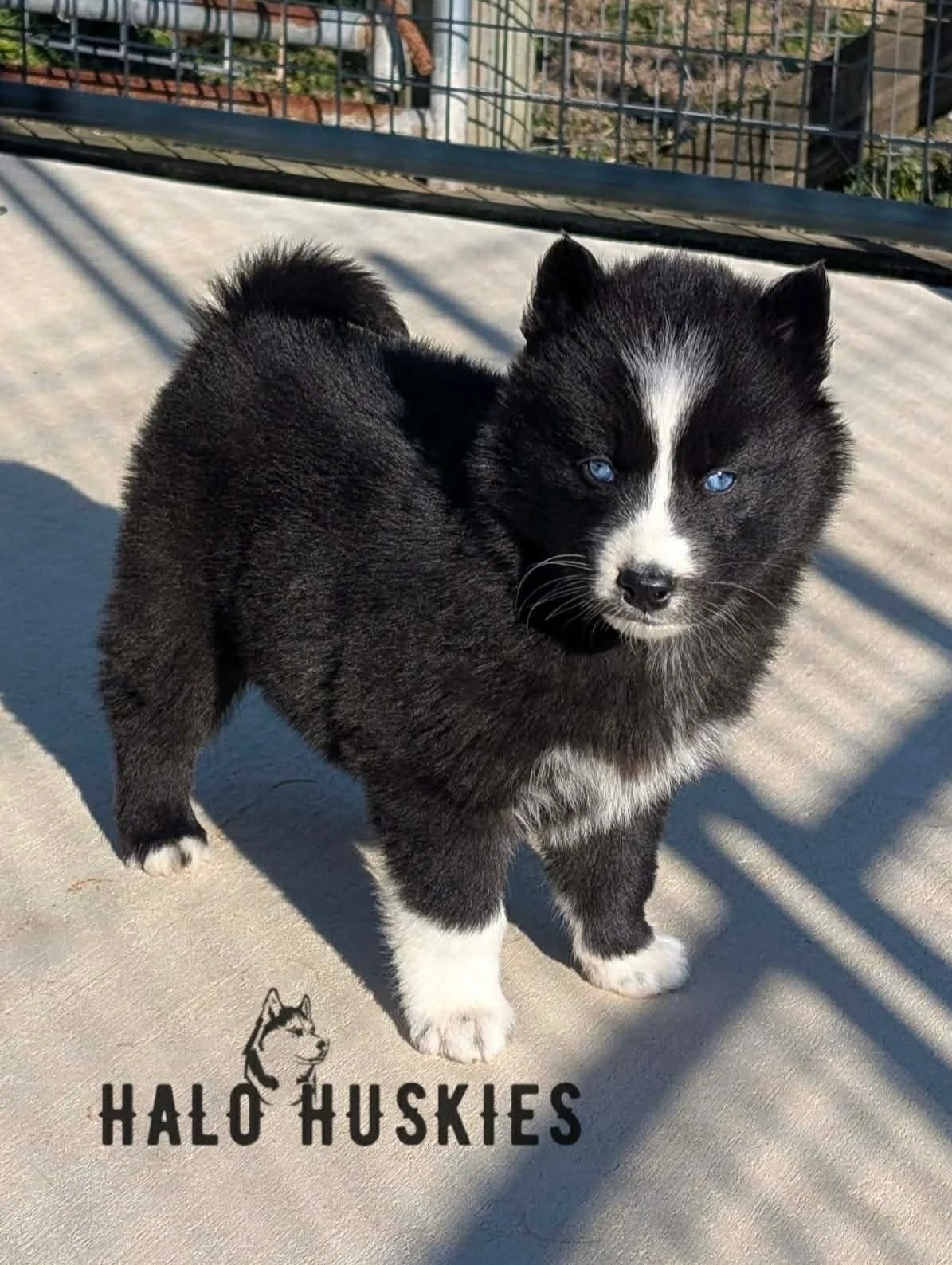 Black/White Husky Puppy (Anika’s Female #2) (Reserved)