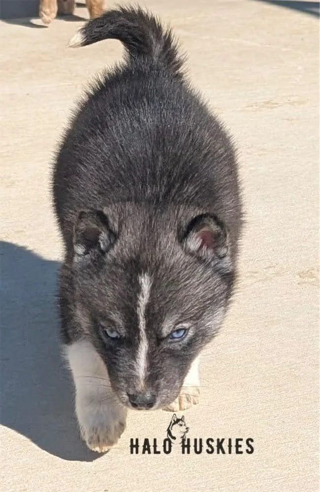 Cersei Male 1 (2).jpg