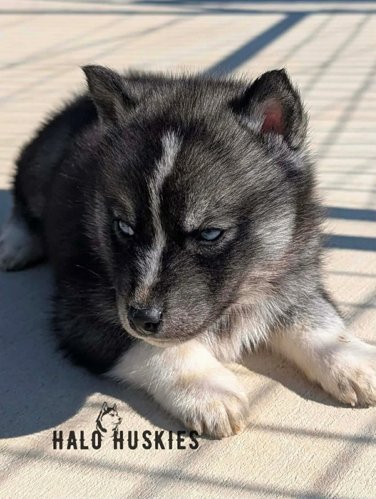 Agouti/White Husky Puppy (Cersei’s Male #1) (Reserved)