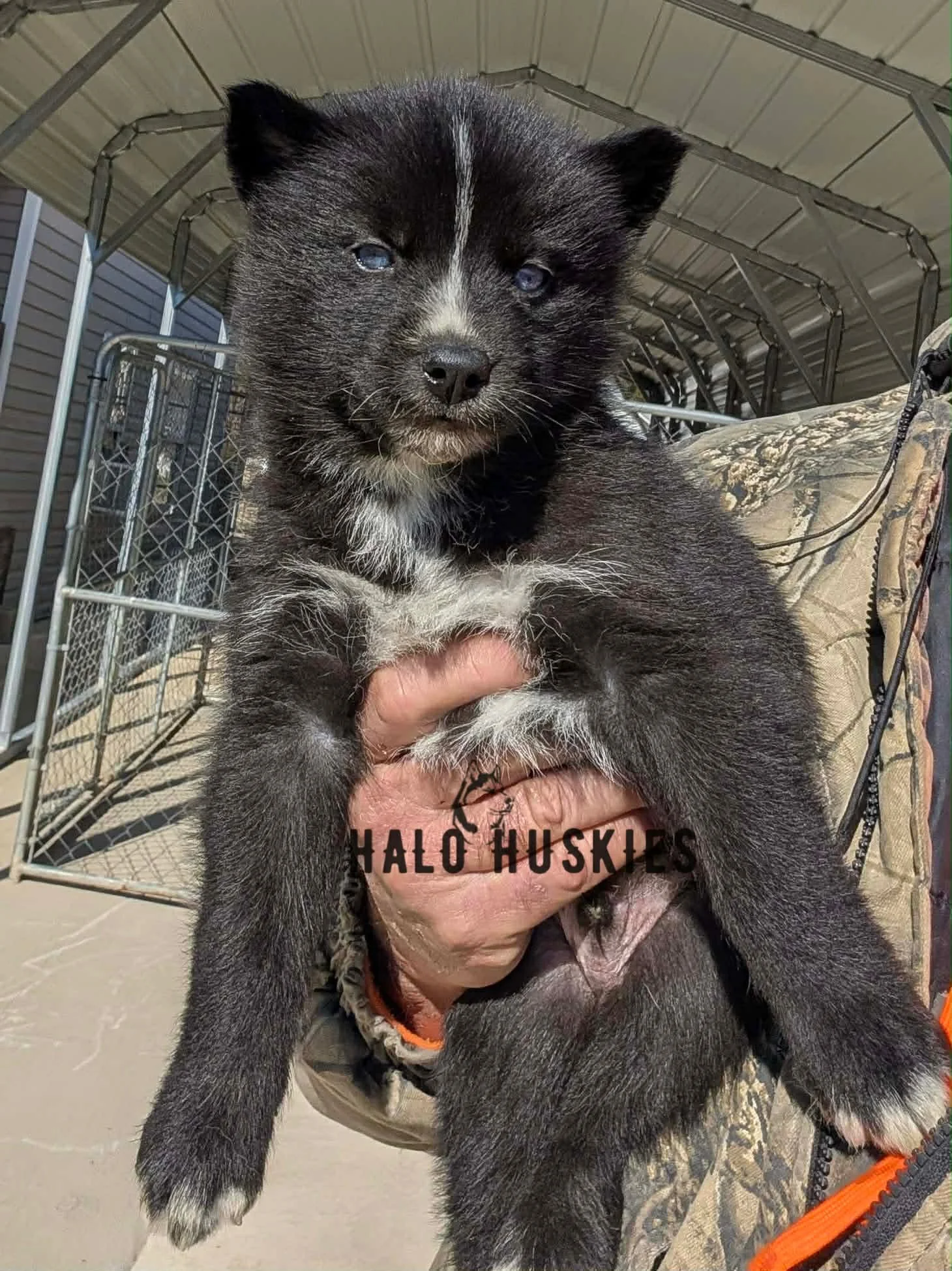 Cersei Male 2 (1).jpg