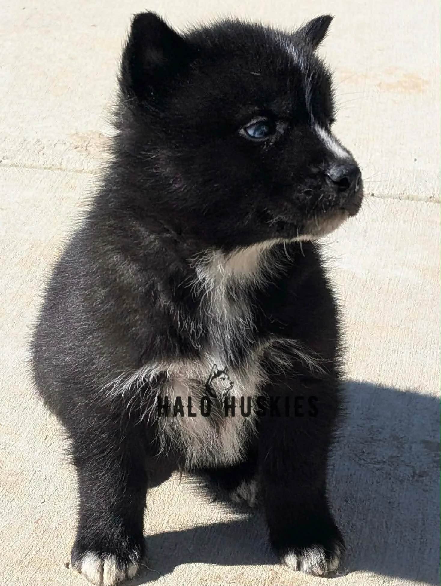 Cersei Male 2 (3).jpg