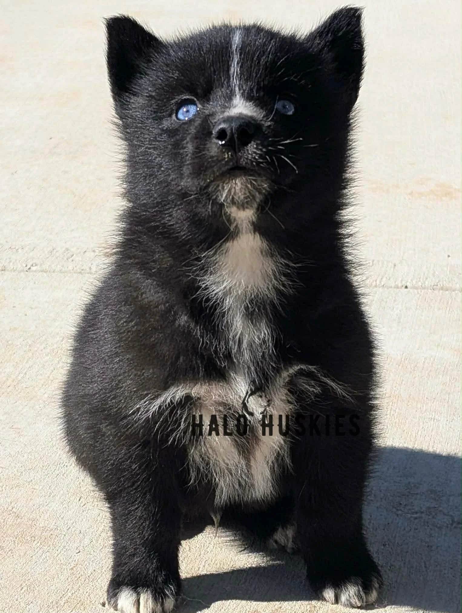 Cersei Male 2 (4).jpg