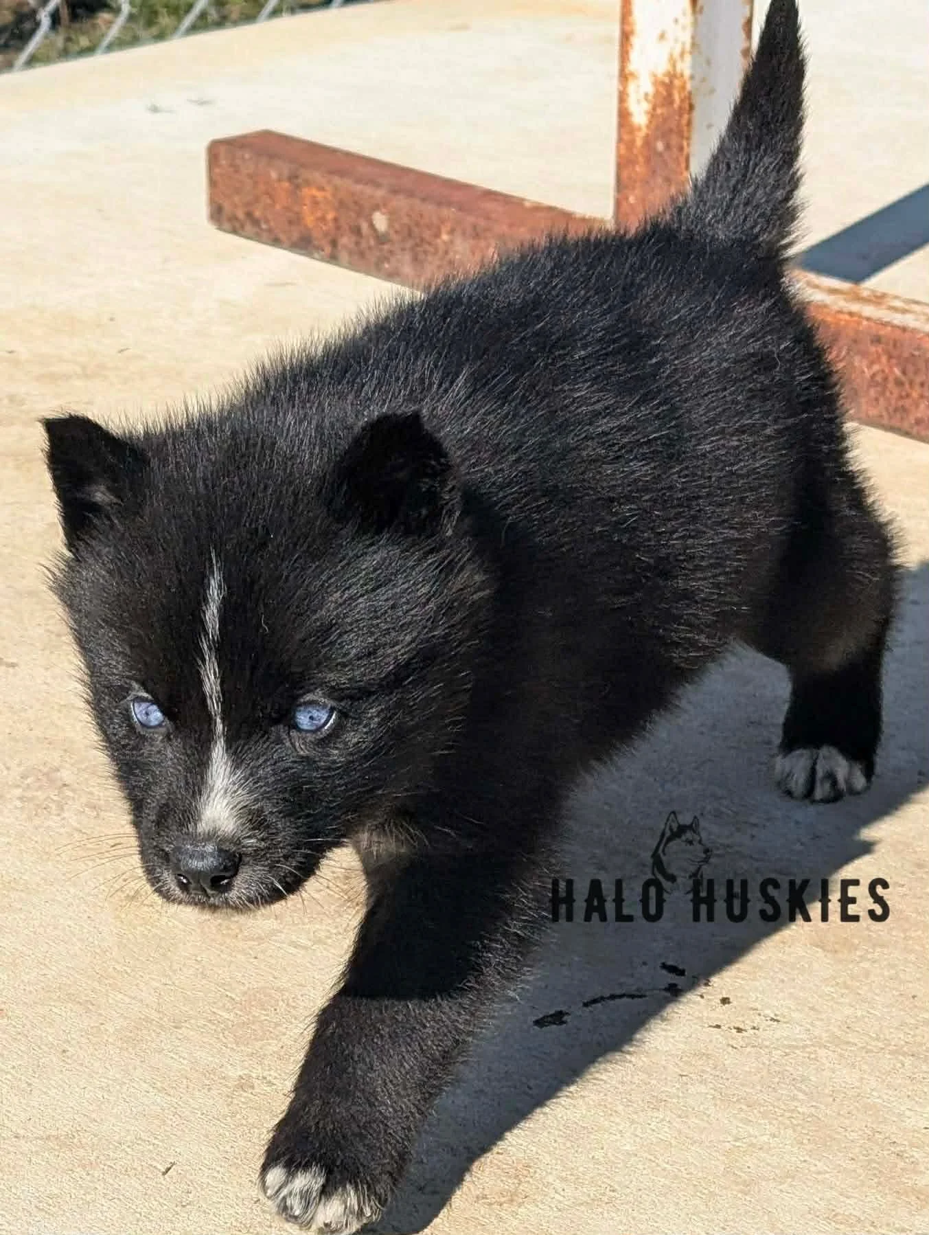 Available Now! Dark Agouti Husky Puppy (Cersei’s Male #2)