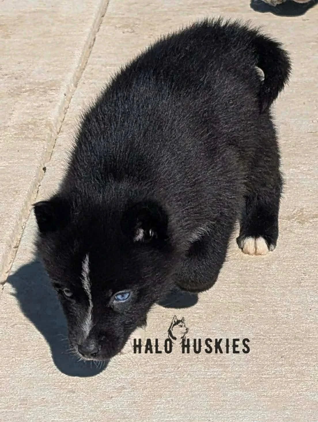 Cersei Male 3 (3).jpg