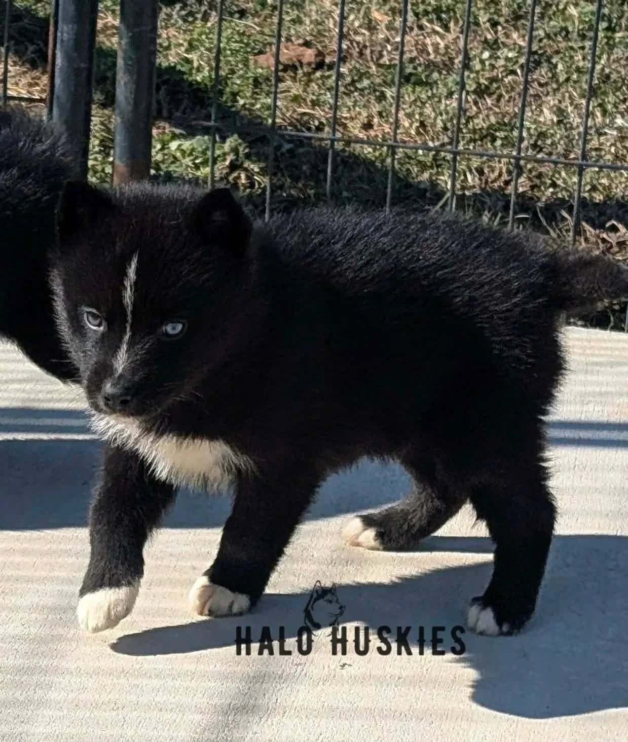Dark Agouti Husky Puppy (Cersei’s Male #3) (Reserved)