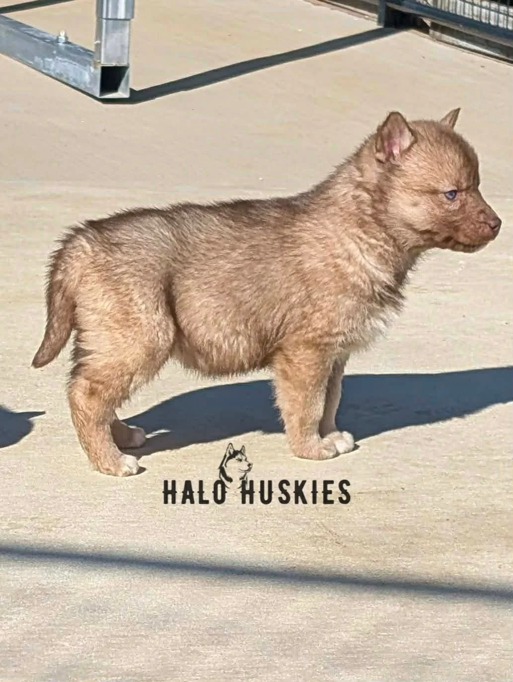 Cersei Female 4 (6).jpg