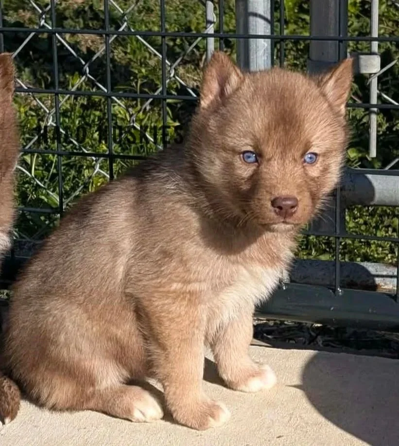 Available Now! Banded Copper Husky Puppy (Cersei’s Female #4)