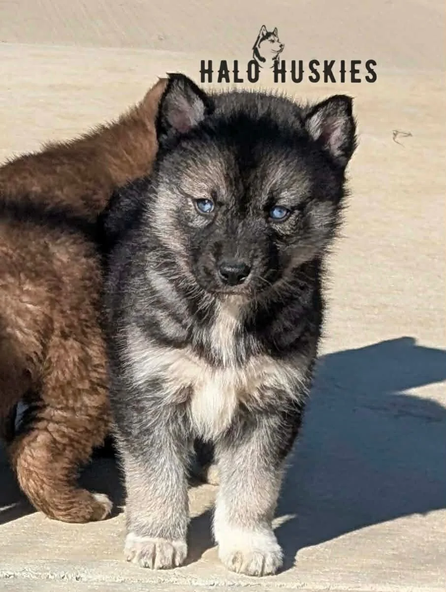 Cersei Female 7 (1).jpg