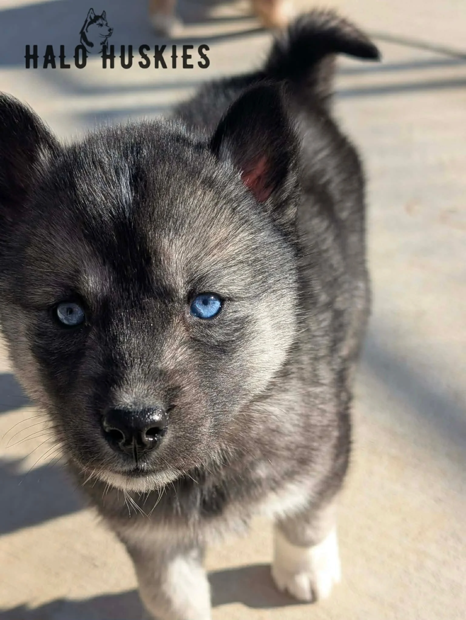 Cersei Female 7 (2).jpg