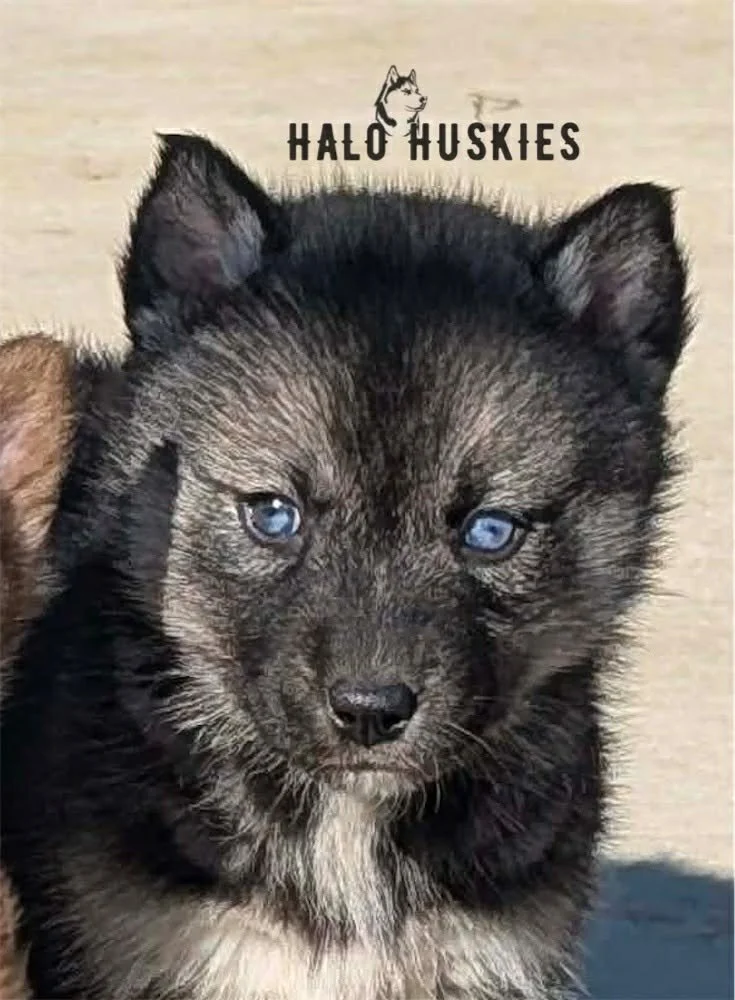 Cersei Female 7 (3).jpg