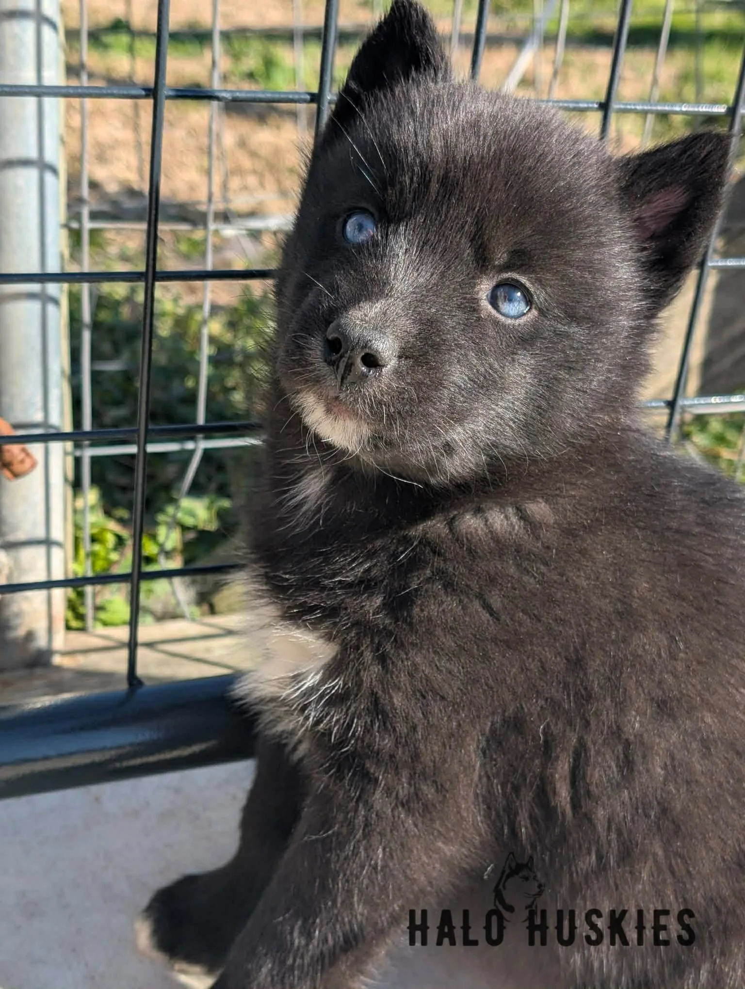 Cersei Female 8 (2).jpg