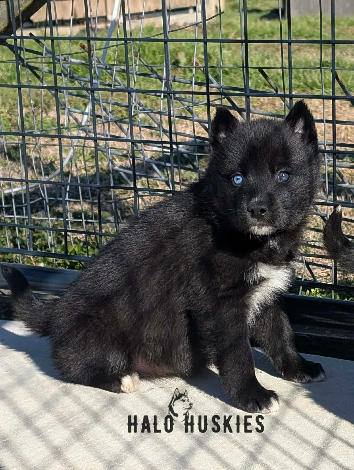 Cersei Female 8 (1).jpg