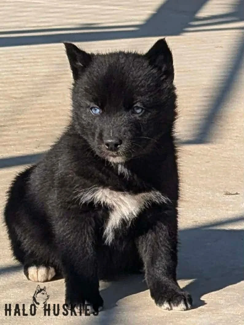 Black Husky Puppy (Cersei’s Female #8) (Reserved)