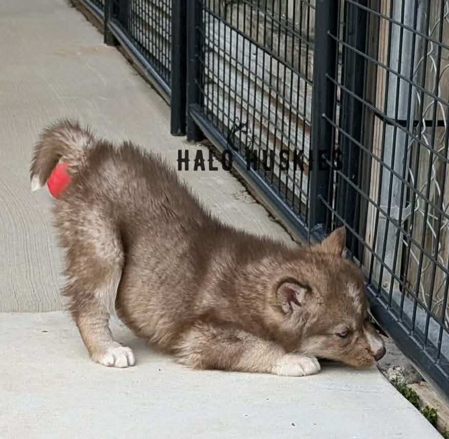 Anika Pharo M3 1.jpg