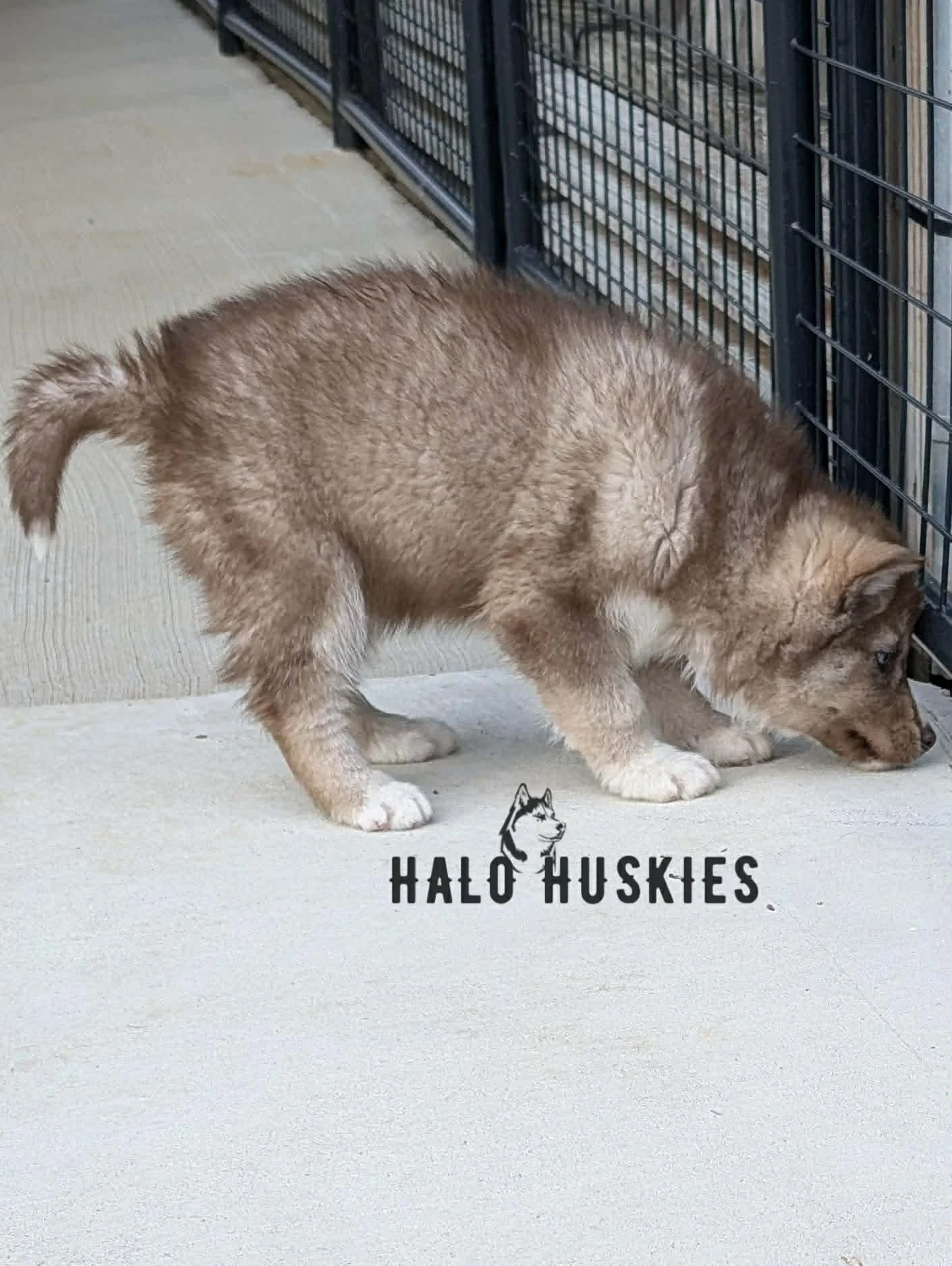 Anika Pharo M3 2.jpg