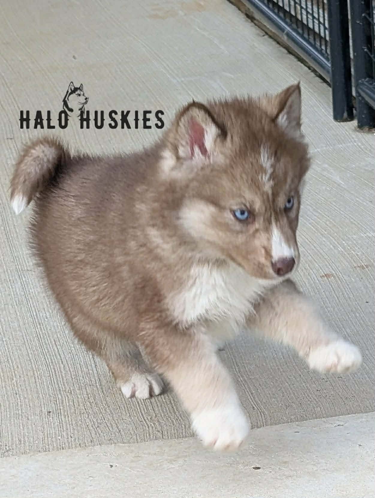 Anika Pharo M3 3.jpg