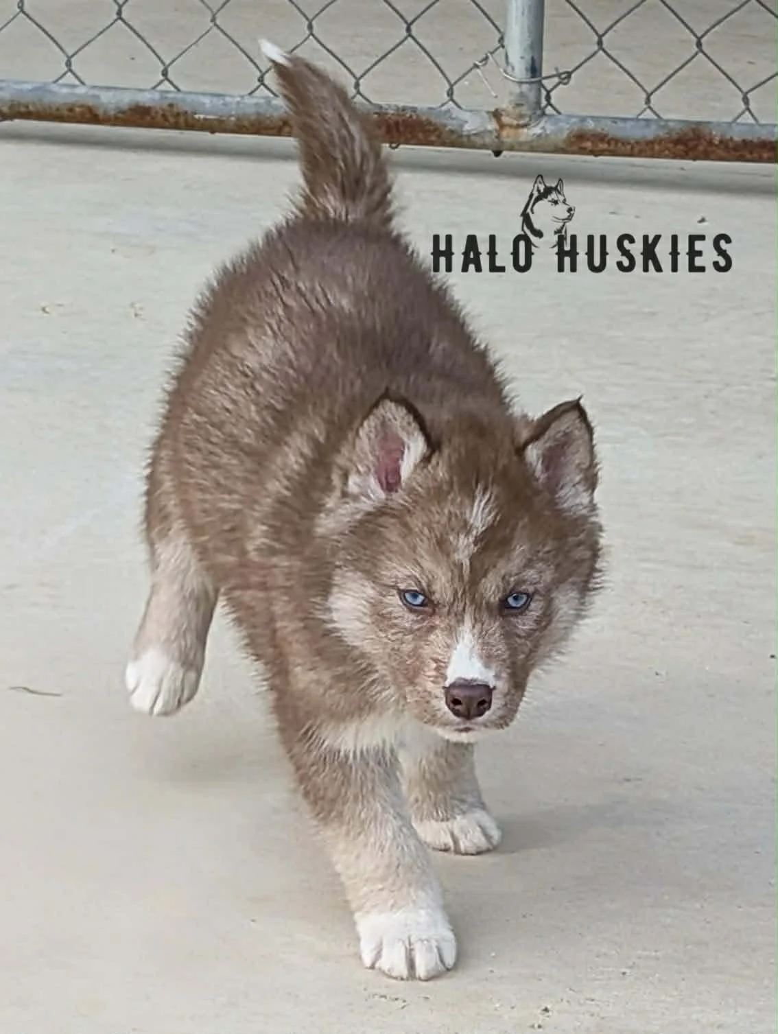Available Now! Banded Copper Husky Puppy (Anika’s Male #3)
