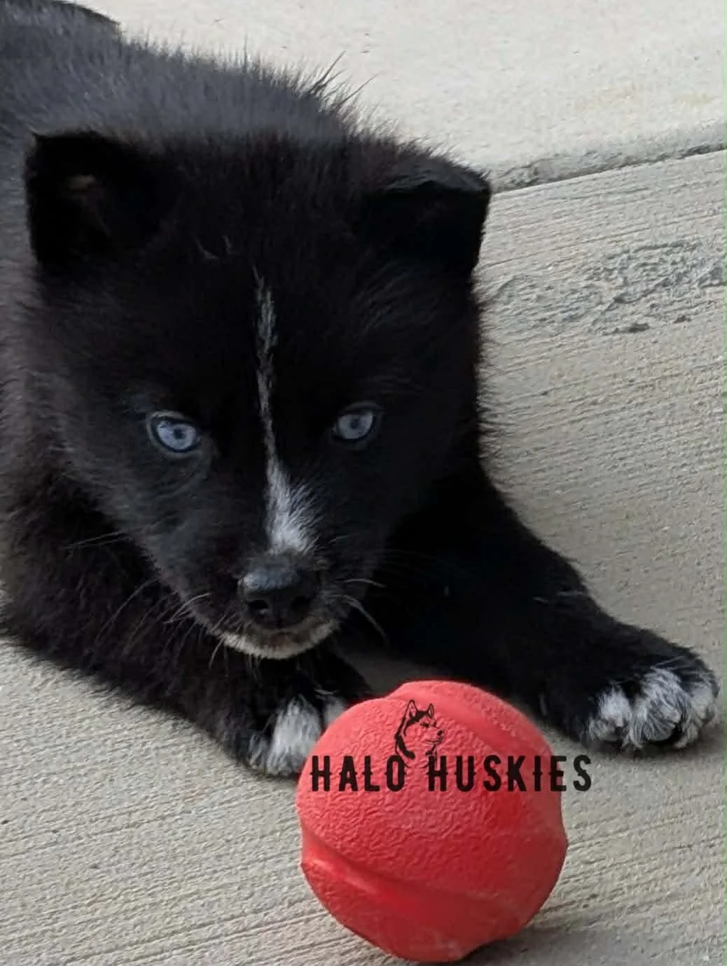 Cersei Chaska M2 1.jpg