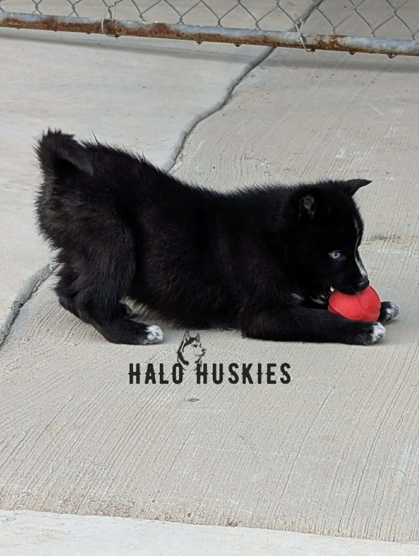 Cersei Chaska M2 2.jpg