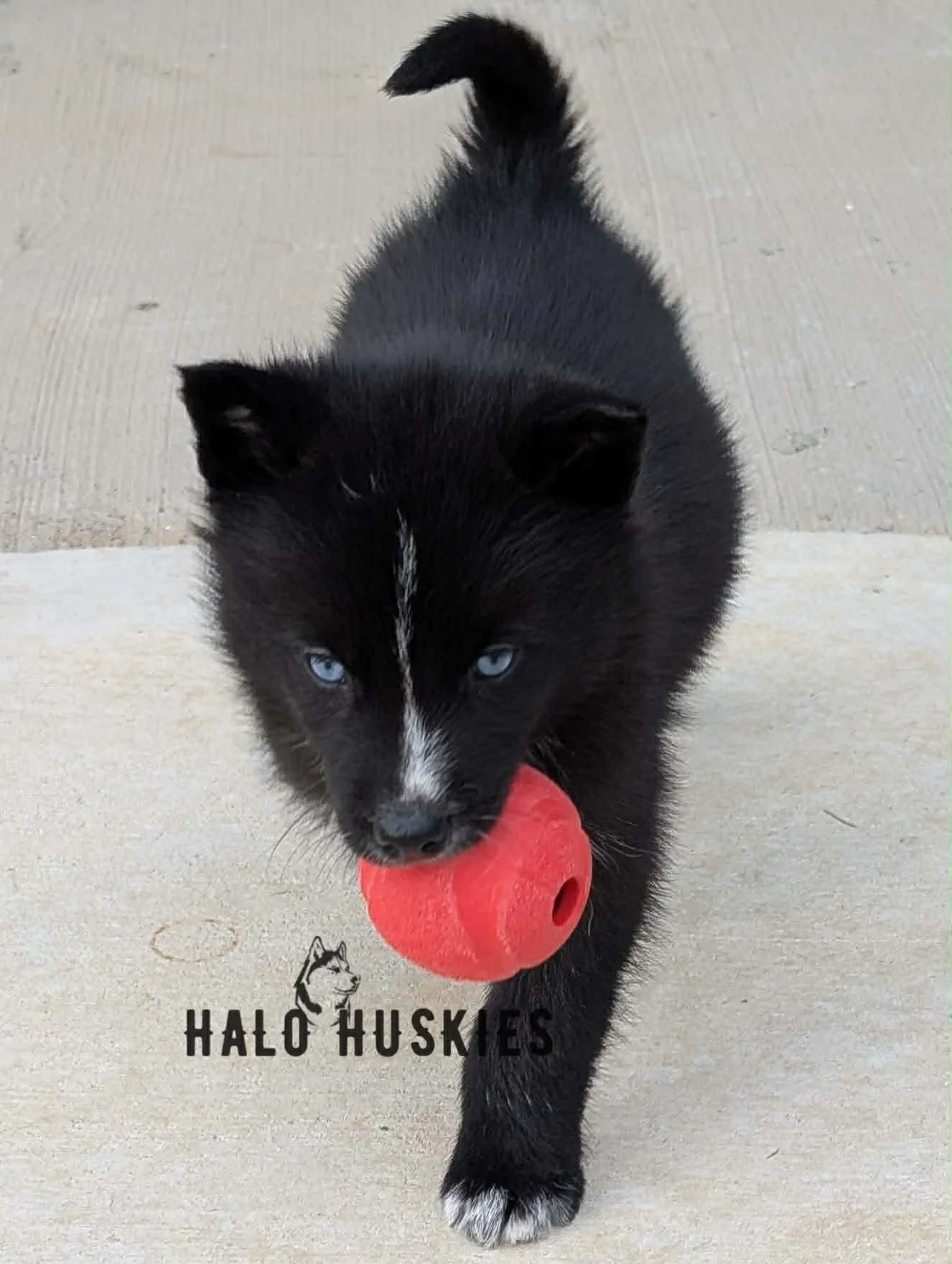 Cersei Chaska M2 3.jpg