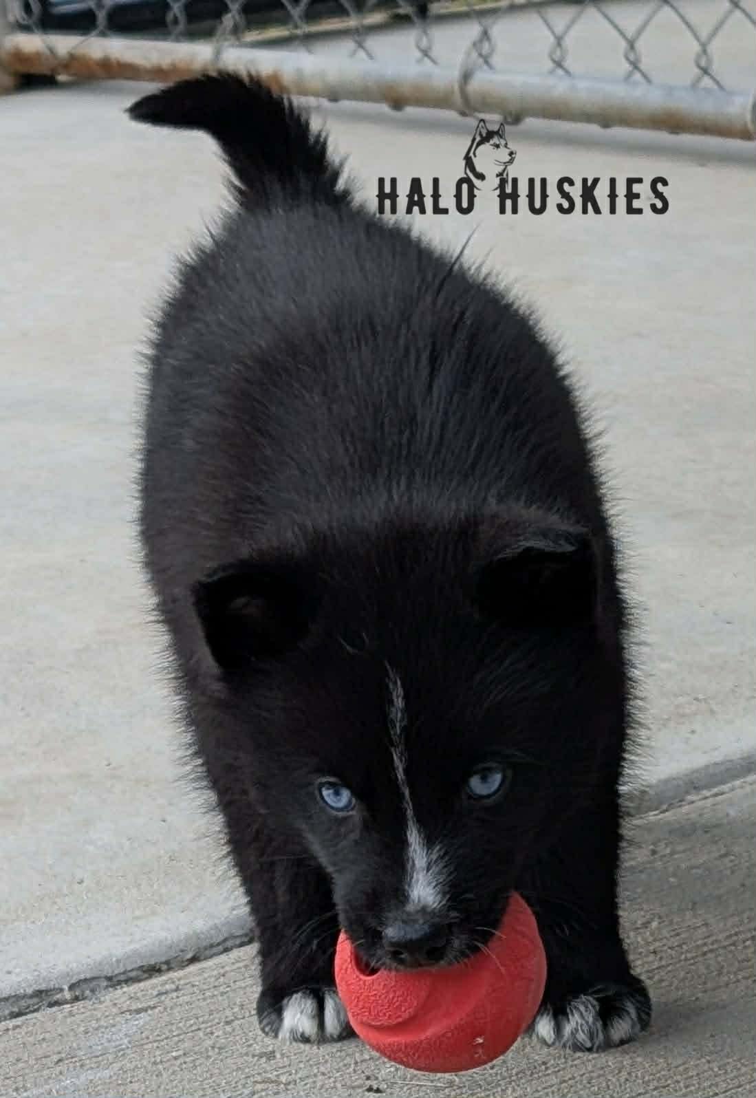 Cersei Chaska M2 4.jpg