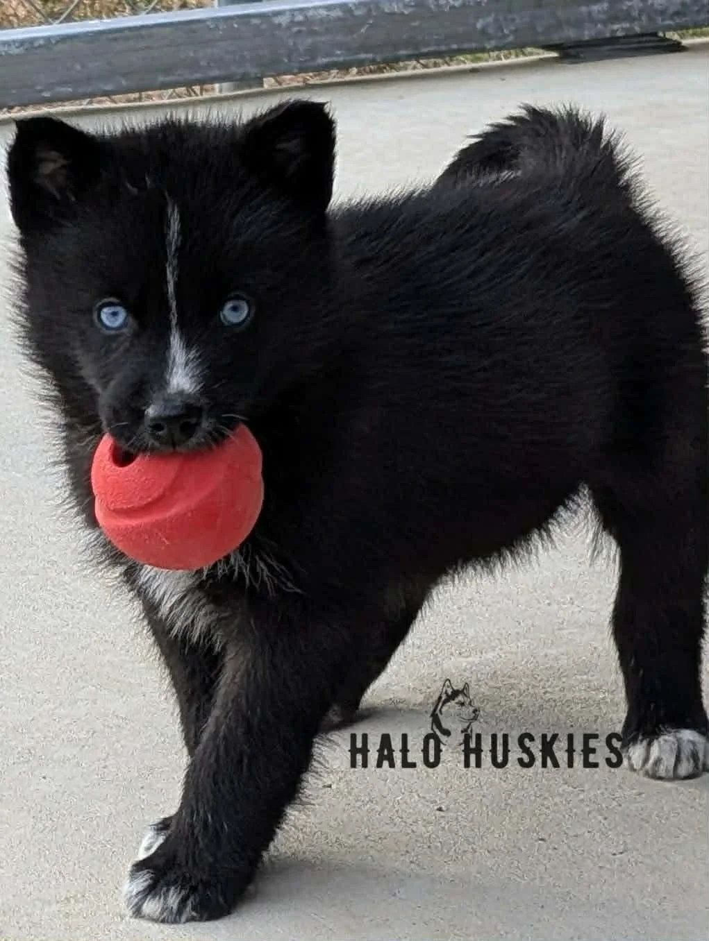 Available Now! Dark Agouti Husky Puppy (Cersei’s Male #2)