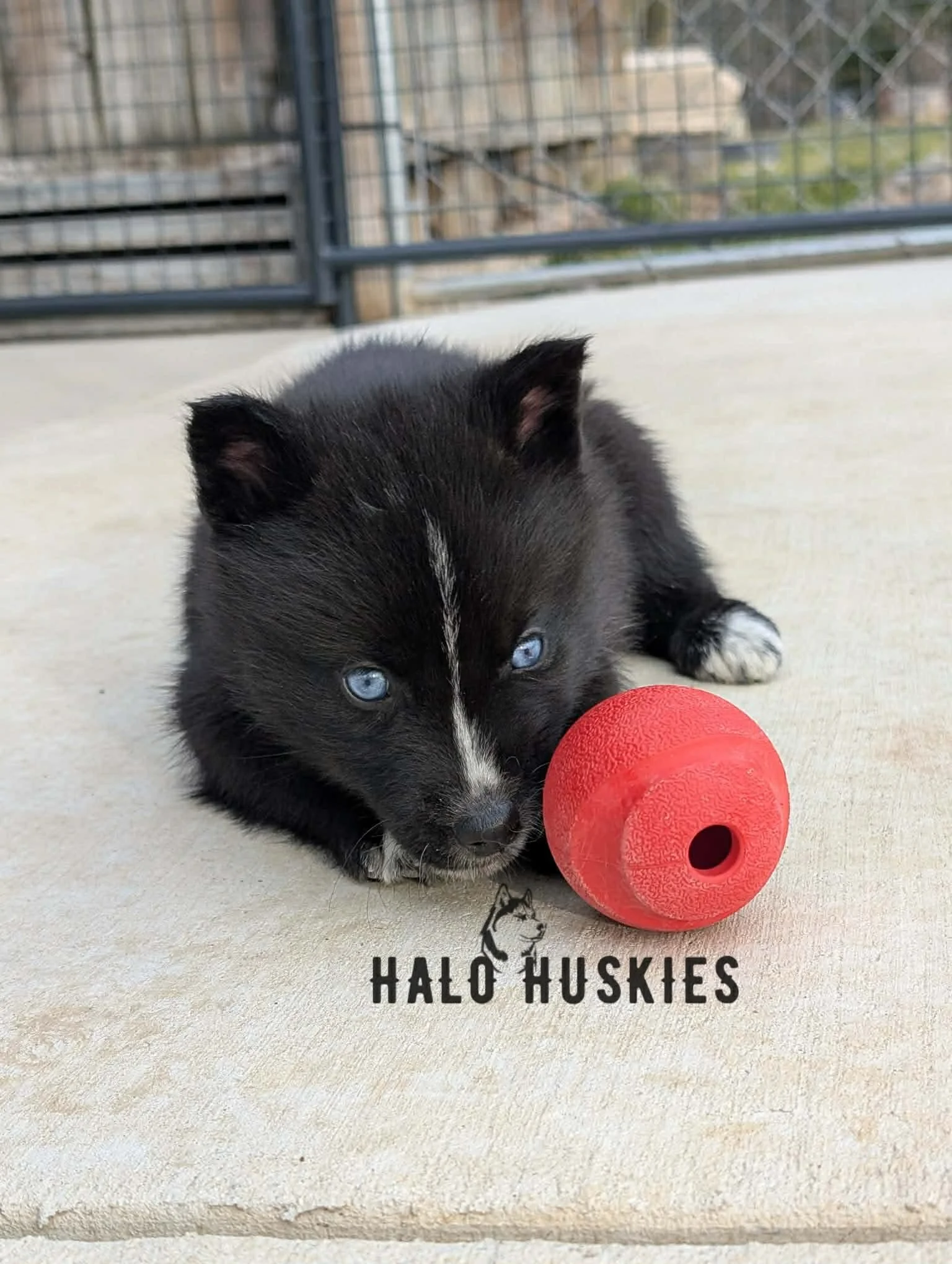 Cersei Chaska M2 6.jpg