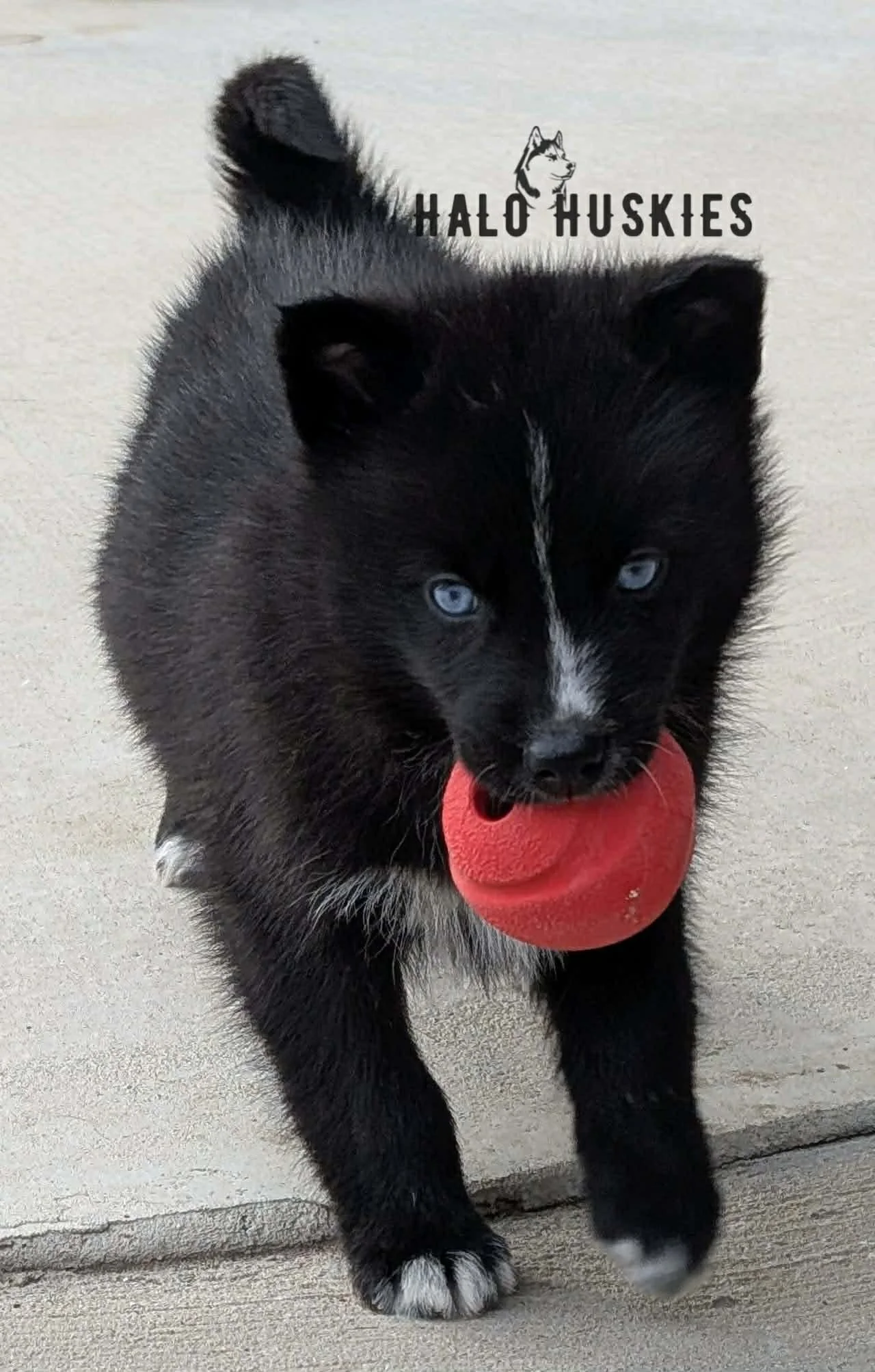 Cersei Chaska M2.jpg